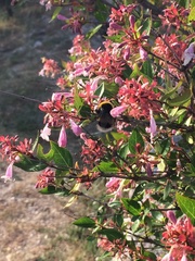 Bombus terrestris