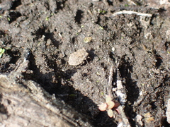 Gelastocoris oculatus