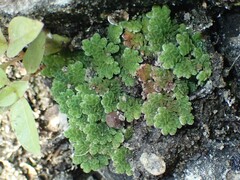 Azolla