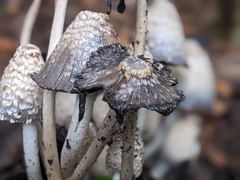 Coprinopsis variegata