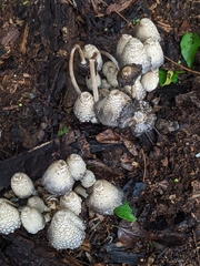Coprinopsis variegata