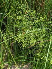 Cycloloma atriplicifolium