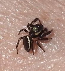 Eris militaris