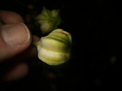 Lilium martagon