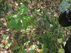 Lilium martagon