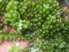 Caulerpa geminata