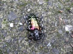 Anoplophora albopicta