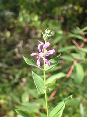Lythraceae