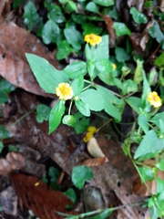 Melampodium divaricatum