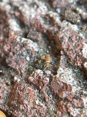 Entomobrya atrocincta