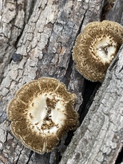 Lentinus