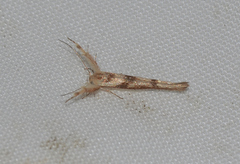 Stathmopoda
