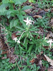 Hippobroma longiflora