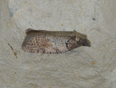 Cnephasia phosphora