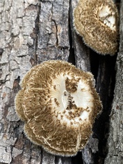 Lentinus