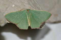 Prasinocyma semicrocea