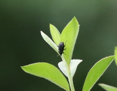 Asiopus minimus