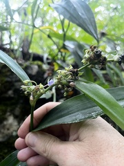 Tradescantia subaspera