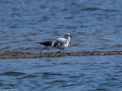 Chroicocephalus serranus