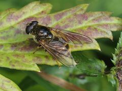Cheilosia canicularis