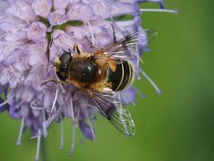 Eristalis jugorum