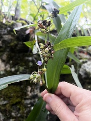 Tradescantia subaspera