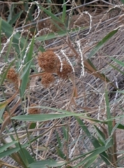 Allium atroviolaceum