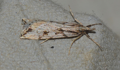Scoparia ithyntis