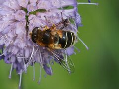 Eristalis jugorum