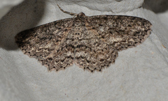 Ectropis fractaria
