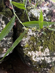 Tradescantia subaspera