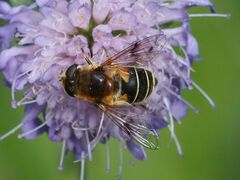Eristalis jugorum