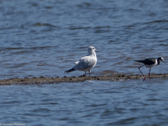 Chroicocephalus serranus