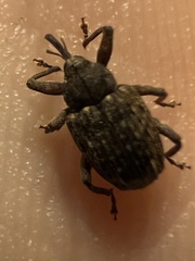 Conotrachelus posticatus