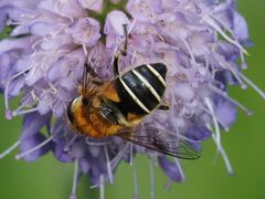 Eristalis jugorum