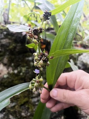 Tradescantia subaspera