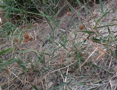 Allium atroviolaceum