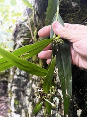 Tradescantia subaspera