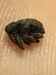 Conotrachelus posticatus