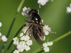 Cheilosia
