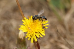 Megachile montivaga