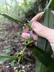 Tradescantia subaspera