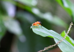 Facydes nigroguttatus