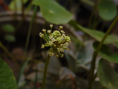 Hydrocotyle verticillata
