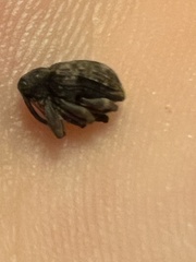 Conotrachelus posticatus