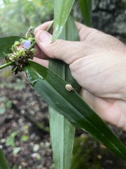 Tradescantia subaspera