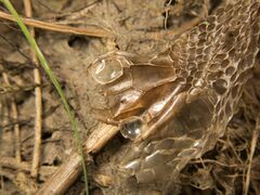 Natrix astreptophora