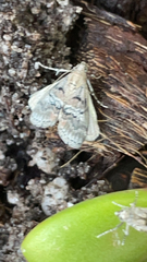 Pococera asperatella