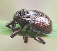 Chalcodermus