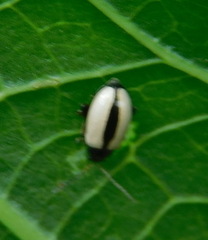 Phyllotreta armoraciae